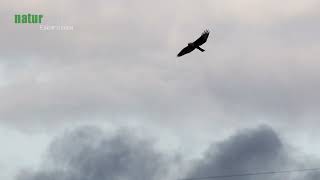 Vergleich Rüttelflug Turmfalke amp Raufussbussard  Hovering Kestrel amp Rough Legged Buzzard [upl. by Bondy]