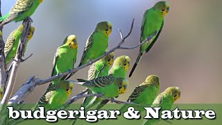 Parakeets and Soothing Soundscape budgerigar amp Nature [upl. by Zendah]