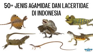 50 Jenis Kadal Agamidae dan Lacertidae di Indonesia [upl. by Devaney]