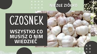 Właściwości czosnku i mikstura z czosnku [upl. by Cattan]