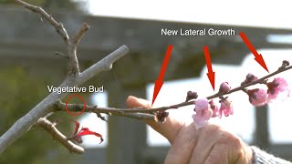 Peach Trees’ Unique Structure How They Grow Bloom and Fruit [upl. by Asilana]