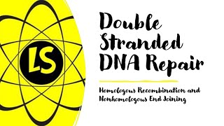 Double Stranded DNA Repair  Homologous Recombination and Nonhomologous End Joining [upl. by Nnylsoj]