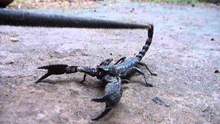 Sri Lankaශ්‍රී ලංකාCeylonScorpion Surprised Heterometrus SwammerdamiCloseUp [upl. by Mella]