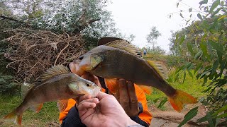 This River Never Dissapoints Me When It Comes To Perch Fishing [upl. by Sidra]