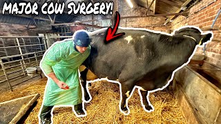 EMERGENCY SURGERY COW GOES UNDER THE KNIFE [upl. by Sturges]