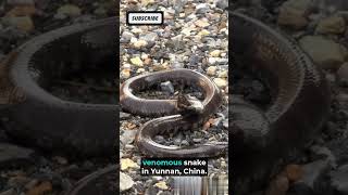 What is the newest animal discovered in 2024shorts snake china facts [upl. by Nauj]