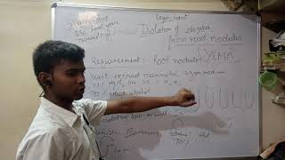 Isolation of rhizobia from root nodules [upl. by Stillas319]