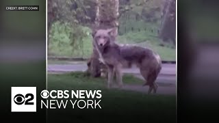 Coyote caught on video in Central Park [upl. by Fidelia]