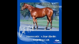 Inglis Premier 2024 Purchase  Hanseatic x Darcibelle Colt  Lot 198 [upl. by Retrop]