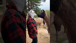 Why Do Llamas Spit Llama animals funny [upl. by Marje]