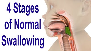 Hyoid bone osteology  Gross anatomy  Attachments  Movements  Clinical significance  USMLE [upl. by Chevy]