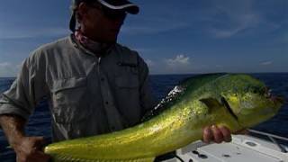 Offshore Fly Fishing for Mahi Mahi and Bonito Treasure Coast [upl. by Gerick213]