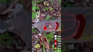 Real time shot placement on a whitetail Our latest video breaks down deer anatomy while bowhunting [upl. by Yhtomot]