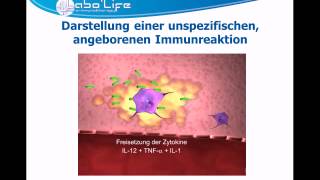 ImmunitätTeil 1 Die angeborene Immunreaktion [upl. by Anenahs705]