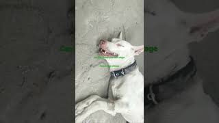 Canine distemper last stage in a dog viral shortsvideo animal CDcaninedistemper [upl. by Devad]