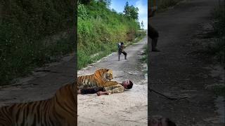 Tiger Attack on human  The Royal bengal tiger  shortvideo short shorts [upl. by Aydiv736]