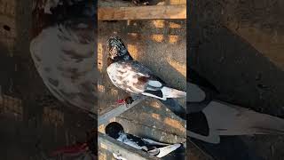 pigeon kabootar birds bhoot acha kabotar he [upl. by Laverna]