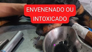 VENENO Thalita Portugal Veterinária está ao vivo [upl. by Namyh312]