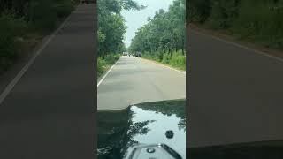 Srisailam Forest 🌳 travel traveling srisailam ytshorts shortsvideo love [upl. by Simara387]