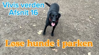 Løse hunde i Søndermarken [upl. by Franky757]