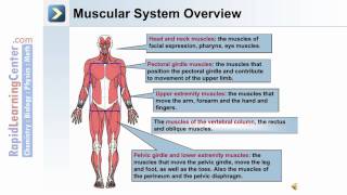 Axial and Appendicular Musculature [upl. by Delamare]