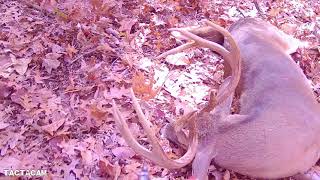 Mountain Bucks Hunting Southern Appalachian Whitetails [upl. by Taub316]