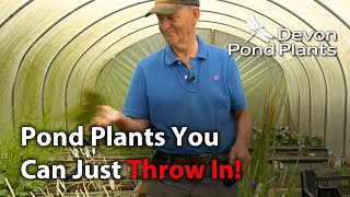 Pond Plants You Can Just Throw Into Your Pond [upl. by Ceciley]