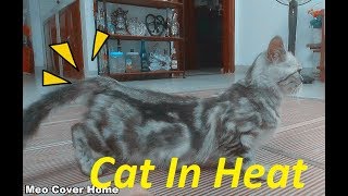 Signs Your Cat in Heat  Cats In heat  How To Deal With Cat In Heat [upl. by Ayotahs554]