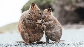 Adorable Quokka Videos A Close Look at the Worlds Happiest Animal Quokka [upl. by Aymik]