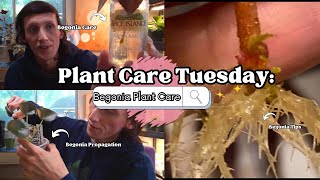 Plant Care Tuesday Begonia Plant Care [upl. by Airan]