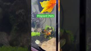 Pregnant Platy [upl. by Cordle684]