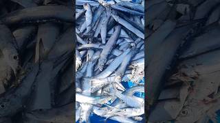 💥 Kovalam Live Fish Market 26062024💥 [upl. by Jodoin]