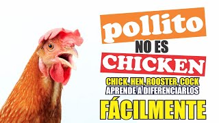 POLLITO NO ES CHICKEN [upl. by Tibbetts]