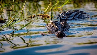 Suspected crocodile attack in Far North Queensland [upl. by Hardy]