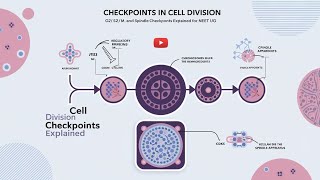 Checkpoints in Cell Division  G1S G2M and Spindle Checkpoints Explained for NEET UG [upl. by Engen]