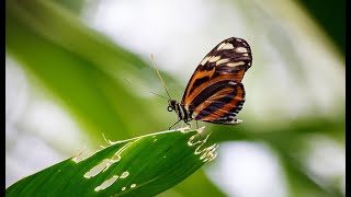 Le Papiliorama à Kerzers «Fauna Flora amp Fun» Français [upl. by Bust172]