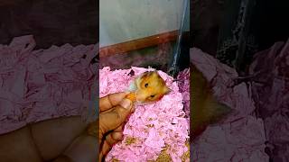 হ্যামস্টার কে আজকে বাদাম খেতে দিলাম। hamster [upl. by Cenac971]