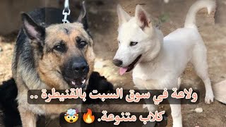 جولة في سوق السبت باعة الكلاب بالقنيطرة  🐕🐶 [upl. by Jeaz]