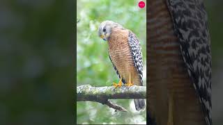 RedShouldered Hawk The Majestic Hunter of the Skies trending birds naturewildlifeanimal [upl. by Springer807]