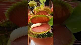 Venus Flytrap Plant Eating Insects [upl. by Salokcin746]