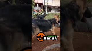 Hannaescuelacanina adiestramientocanino escuelaparaperros [upl. by Aisital]