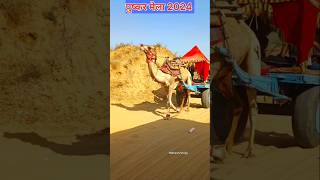 Pushkar Fair Fastival 2024 pushkar rajasthaniclture camel camelsofdesert [upl. by Patton]