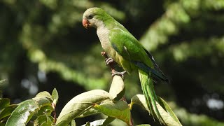 Nikon Coolpix p950 Birds and Italy Oiseaux et Italie [upl. by Asteria]