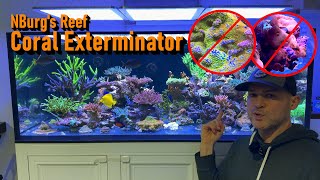 How to Kill Pest Corals for Good [upl. by Honorine407]