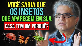 Você sabia que os INSETOS que aparecem em sua casa têm significado 🐞🦋 [upl. by Krug]