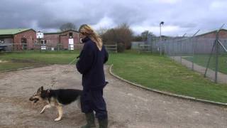 Being an RSPCA Volunteer Dog Walker [upl. by Buck]