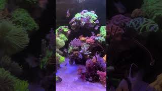 LPS Garden aquarium aquascape fishtank reef reeftank coral aq [upl. by Itsrejk]