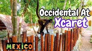 Hotel Occidental AT Xcaret  el Resort mas Natural de Playa del Carmen [upl. by Atenaz]