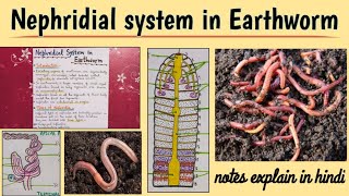 Excretory system of Earthworm  Pheretima  Bsc notes [upl. by Hayward]