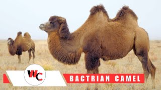 All About the Bactrian Camel 🐫 Facts and Information [upl. by Alderman]